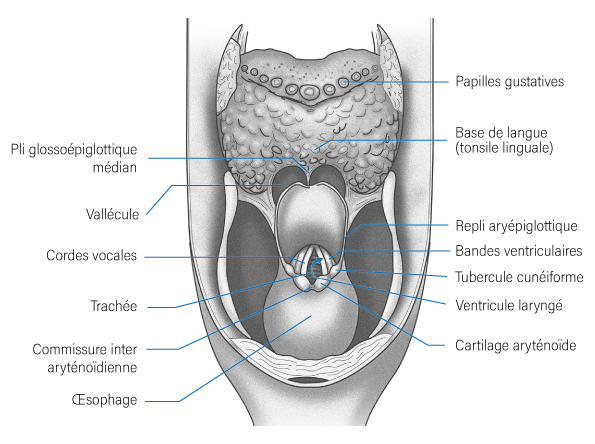 Oropharynx Vue postérieure