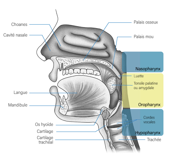 Oropharynx Vue Sagittale